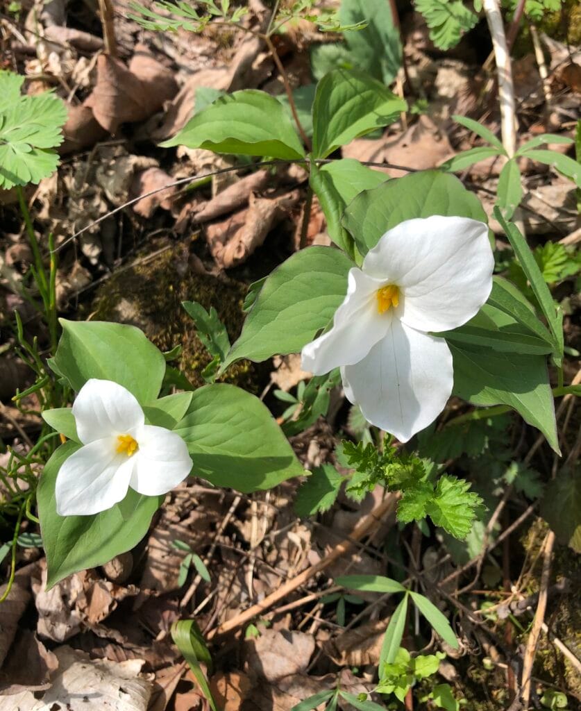 White Trillium Flower Bloom